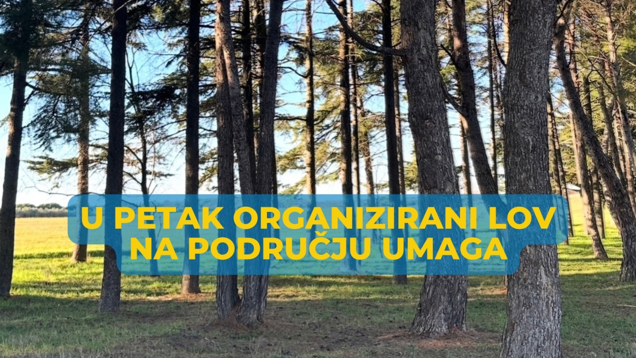 U petak organizirani lov na području Savudrije, Murina, Materade i drugih naselja