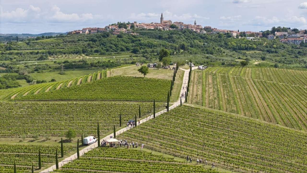 Kreće prodaja kotizacija za Istria Wine & Walk – iskustvo sjeverozapadne Istre svim osjetilima
