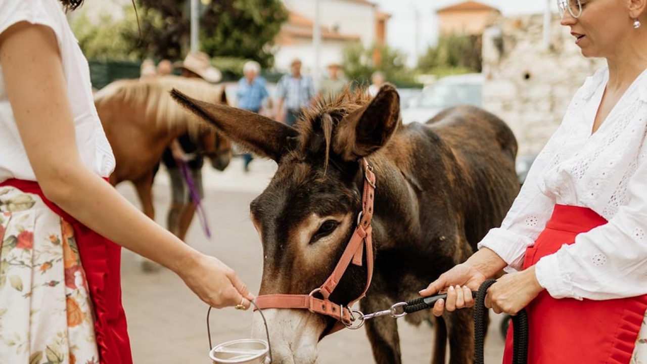 U bojama tradicije: Brtonigla će ovog petka ponovno oživjeti običaje žetve i istarsku tradiciju