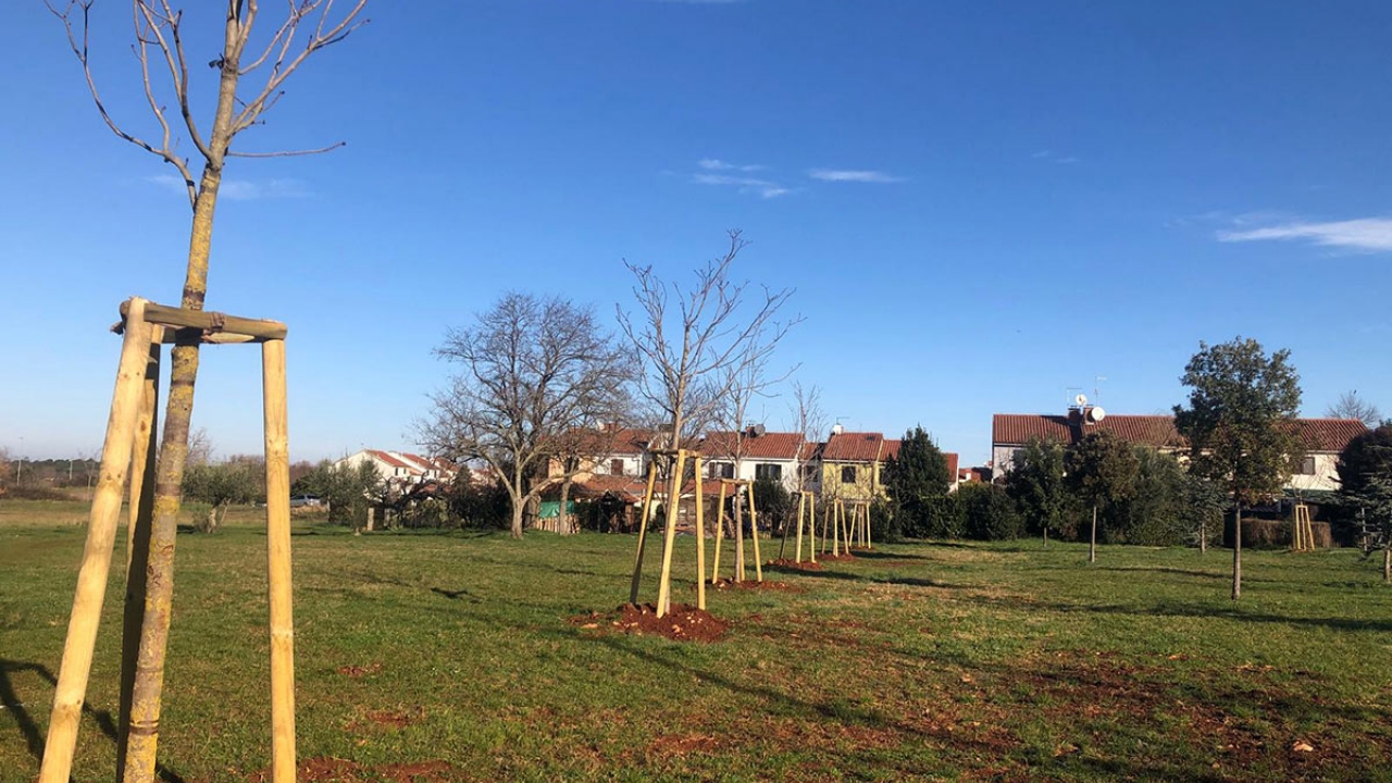 Zelene politike Grada Umaga: Dovršena sadnja tristotinjak novih stabala na javnim površinama