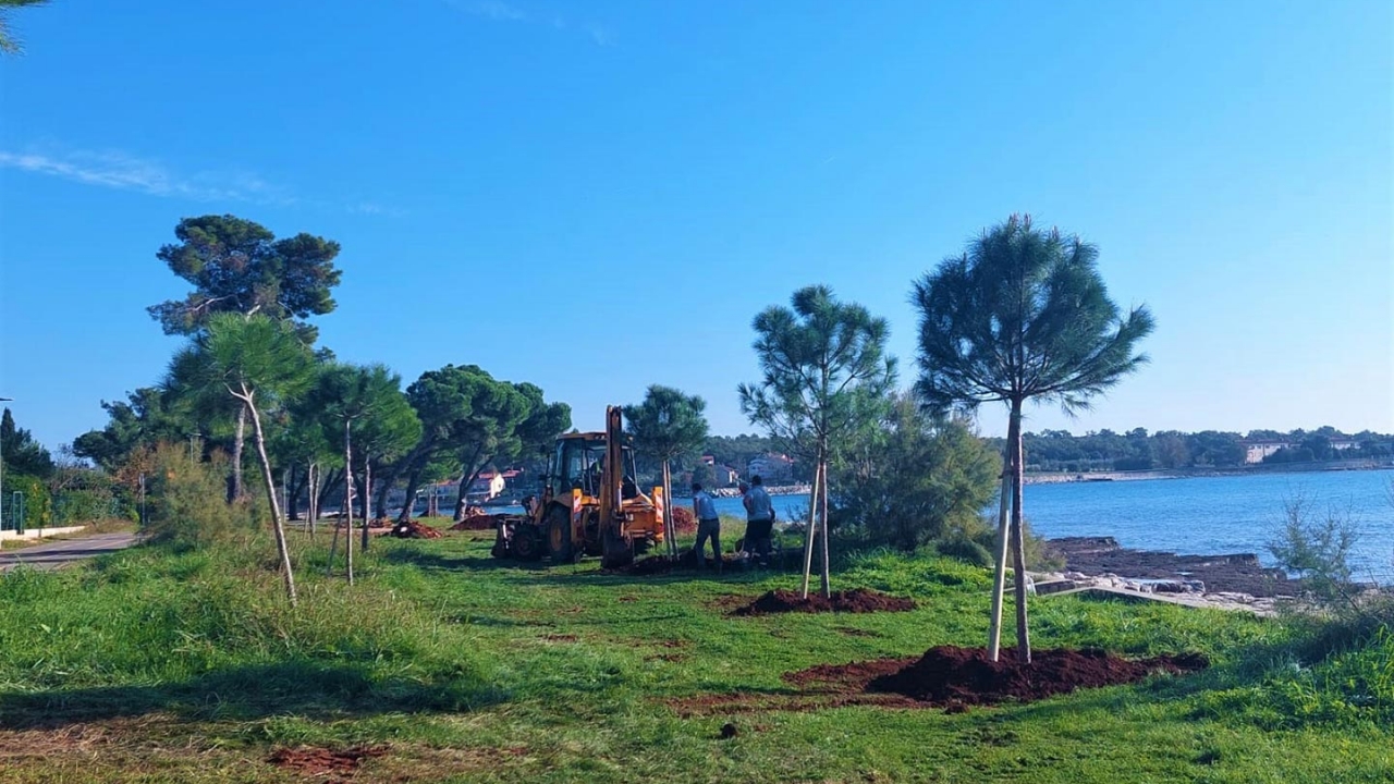 Zelene politike Grada Umaga: Započela sadnja stotinjak novih stabala na javnim površinama