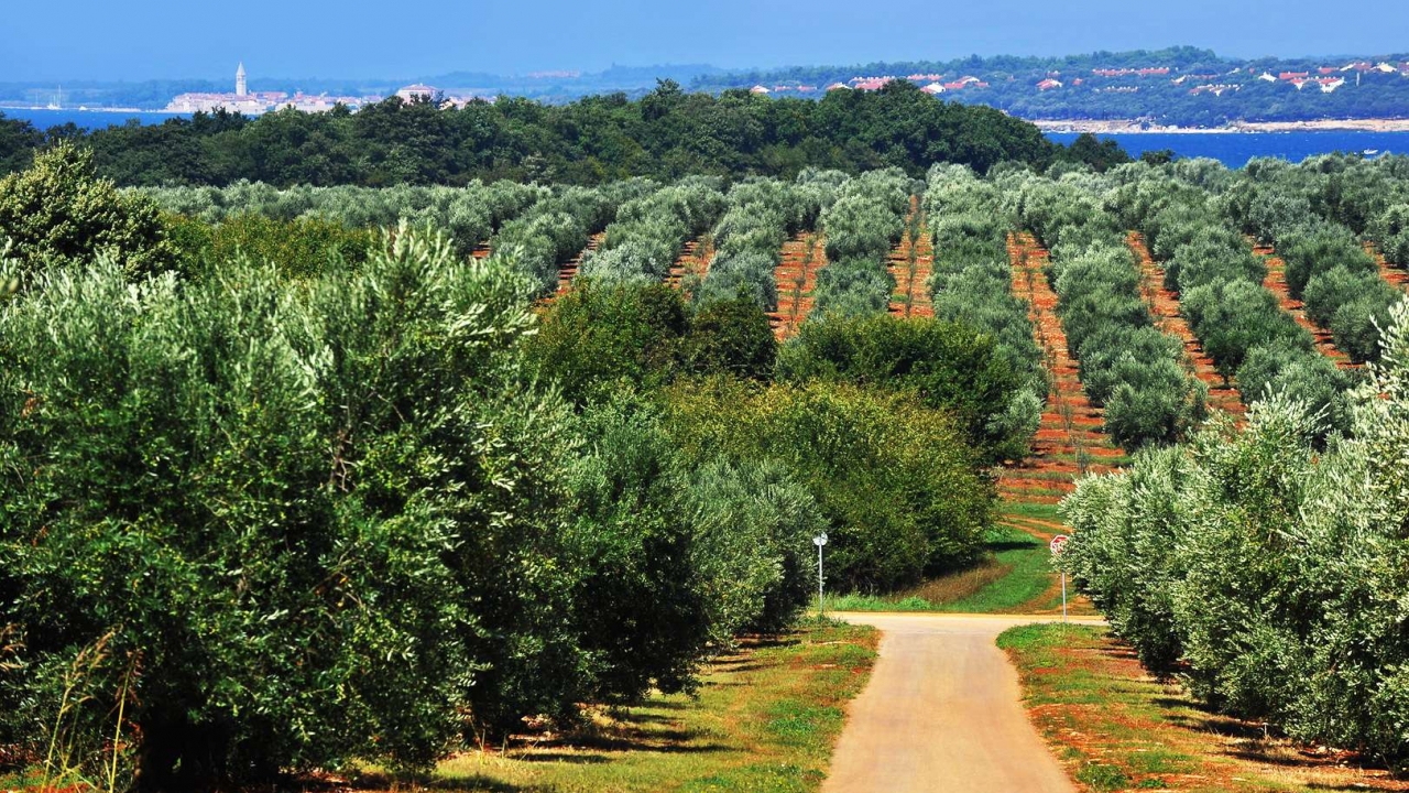 Badel 1862 preuzima Agrolagunu – što to znači za Istru?