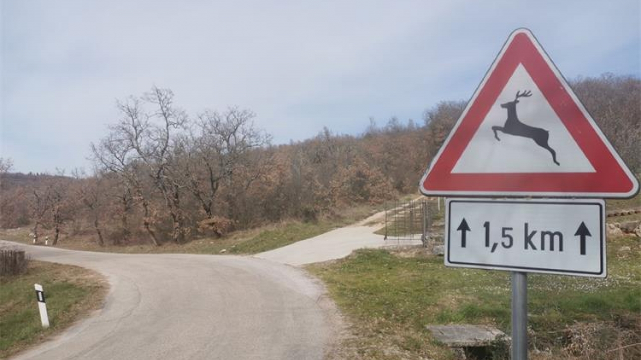 Na Bujštini u nešto više od sat vremena tri naleta na divljač