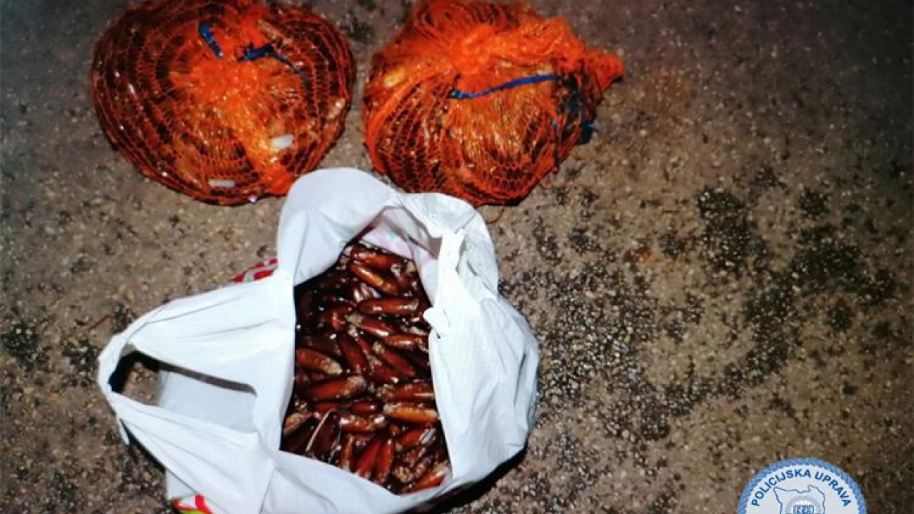 Kod Novigrada zatečen s gotovo 12.5 kilograma prstaca