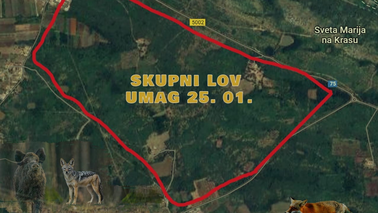 Skupni lov u okolici Umaga 25. siječnja