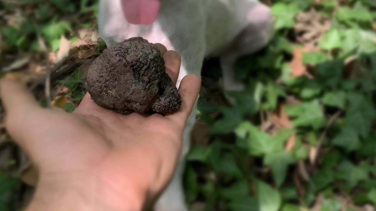 Motovunska šuma pod prijetnjom stranih tartufara