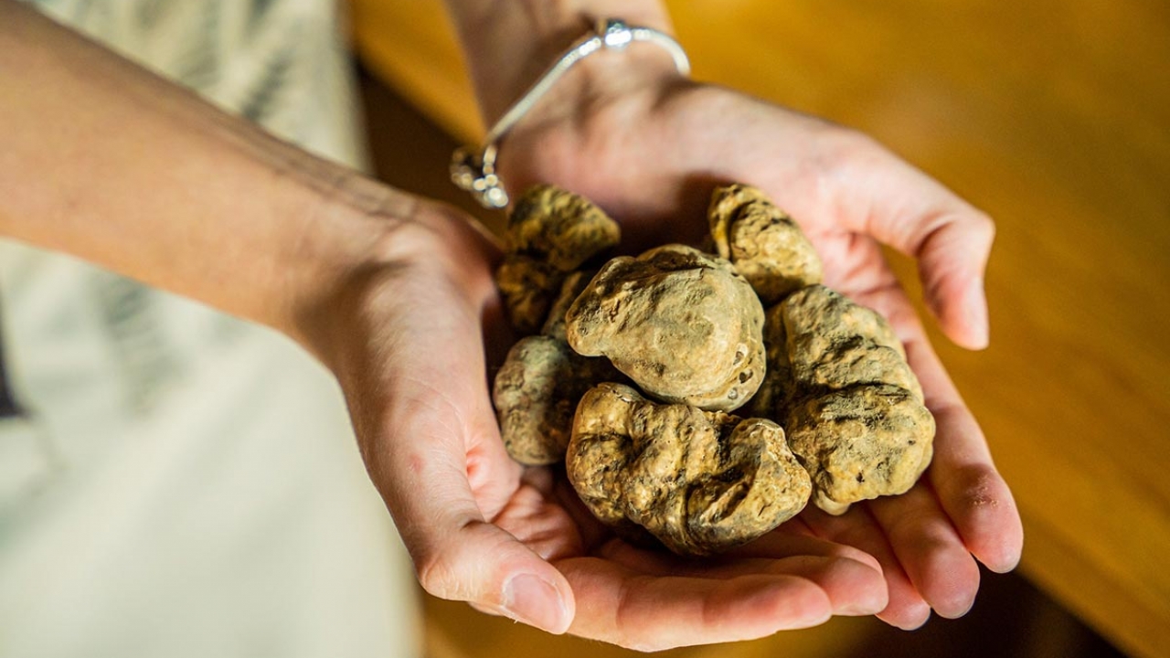 Festival istarskih tartufa u Buzetu donosi bogat program