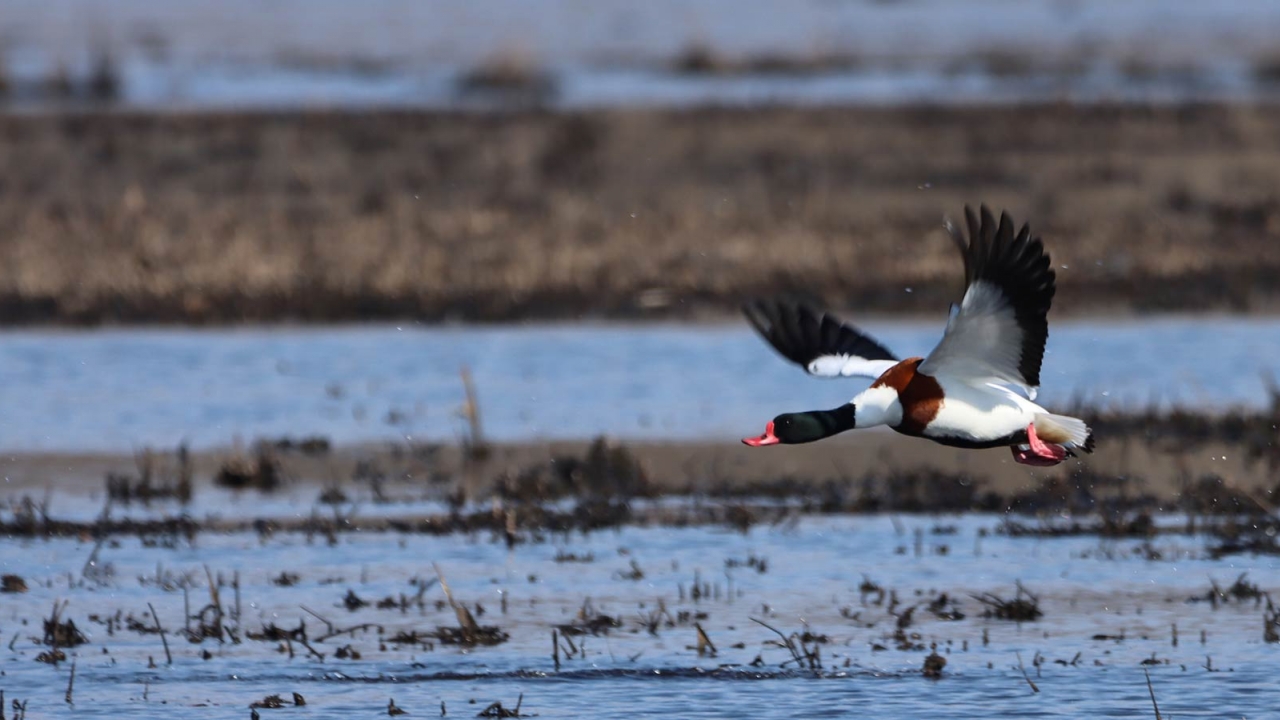 Poziv javnosti na vođeni obilazak Paluda