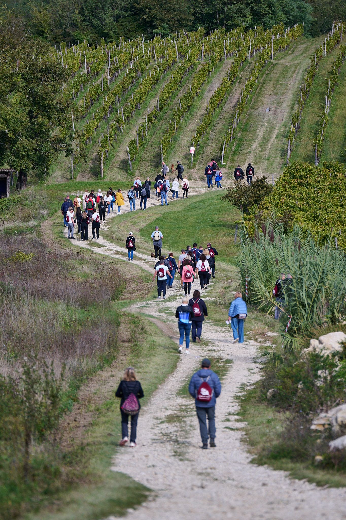 Teran Wine & Walk: 750 vinoljubaca na 12 kilometara vinskog užitka