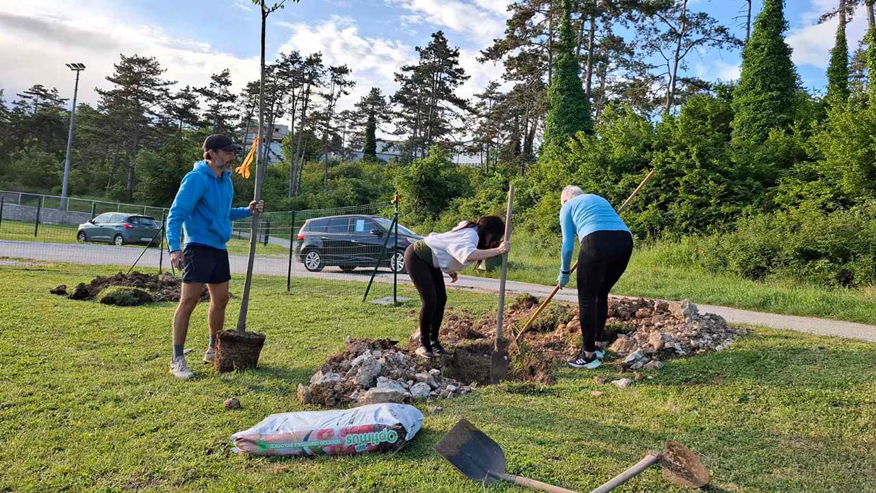 Javori i platane uljepšali prostor oko igrališta TK Buje
