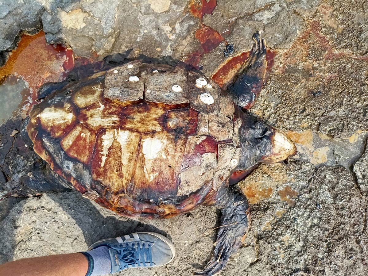 Tri mrtve morske kornjače pronađene uz obalu između Umaga i Novigrada