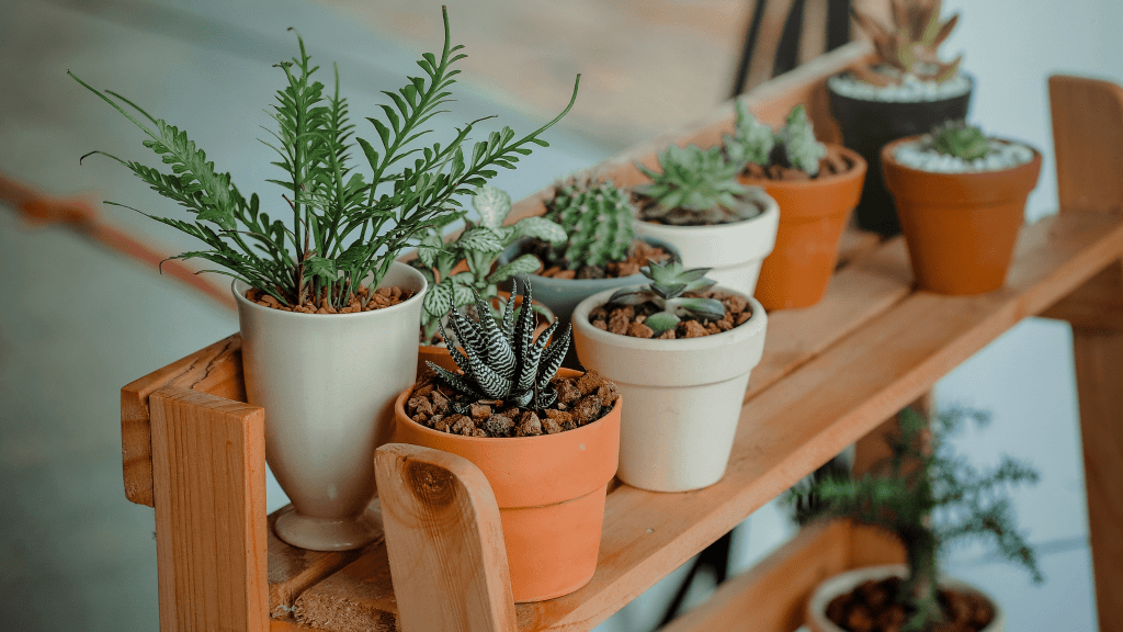 biljke-dom