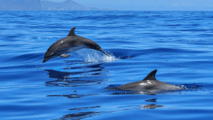 Ribari sjeverozapadne Istre imaju problem s delfinima