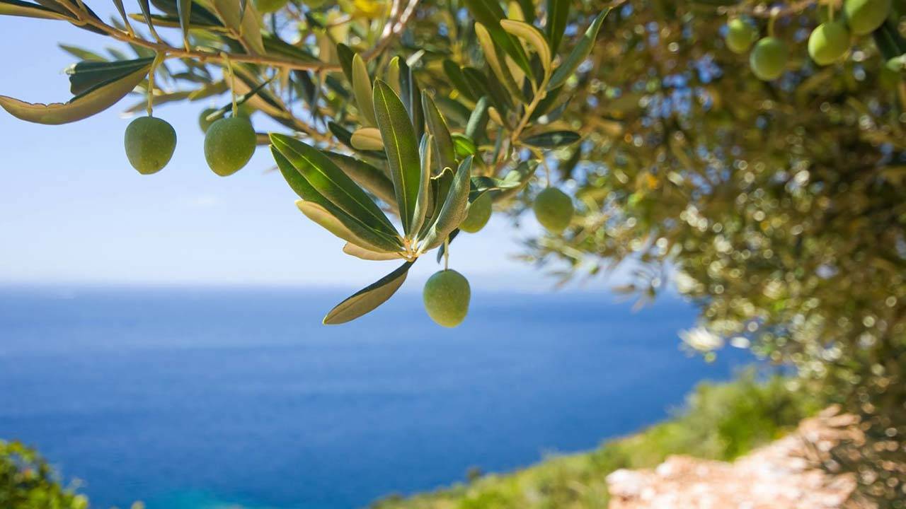 Osmu godinu Istra je najbolja maslinarska regija svijeta